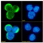 CCR5 Antibody in Immunocytochemistry (ICC/IF)