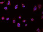 CD98 Antibody in Immunocytochemistry (ICC/IF)