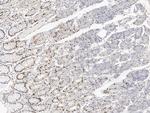 IL-33 Antibody in Immunohistochemistry (Paraffin) (IHC (P))