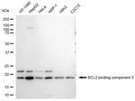 PUMA alpha Antibody in Western Blot (WB)