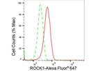 ROCK1 Antibody in Flow Cytometry (Flow)
