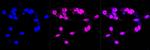 CRTC3 Antibody in Immunocytochemistry (ICC/IF)