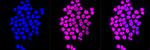 AHA1 Antibody in Immunocytochemistry (ICC/IF)