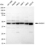 AHA1 Antibody in Western Blot (WB)