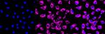 HDLBP Antibody in Immunocytochemistry (ICC/IF)