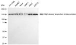 HDLBP Antibody in Western Blot (WB)