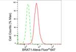 BAAT1 Antibody in Flow Cytometry (Flow)