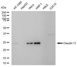 Claudin 11 Antibody in Western Blot (WB)