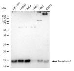 FDX1 Antibody in Western Blot (WB)