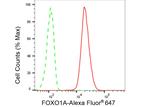 FOXO1 Antibody in Flow Cytometry (Flow)