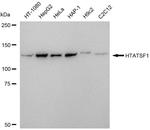 HTATSF1 Antibody in Western Blot (WB)