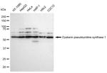 DKC1 Antibody in Western Blot (WB)