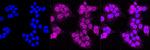 MERTK Antibody in Immunocytochemistry (ICC/IF)