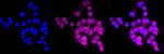 Syntenin 1 Antibody in Immunocytochemistry (ICC/IF)