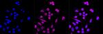 USP7 Antibody in Immunocytochemistry (ICC/IF)