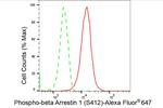 Phospho-beta Arrestin 1 (Ser412) Antibody in Flow Cytometry (Flow)
