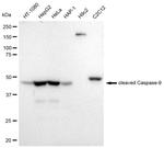 Caspase 9 (Cleaved Asp315) Antibody in Western Blot (WB)