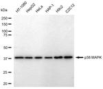 p38 MAPK Antibody in Western Blot (WB)