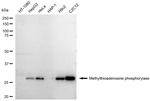 MTAP Antibody in Western Blot (WB)