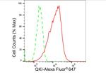 QKI Antibody in Flow Cytometry (Flow)