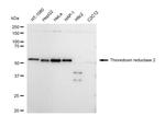 TrxR2 Antibody in Western Blot (WB)