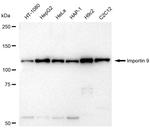 Importin 9 Antibody in Western Blot (WB)