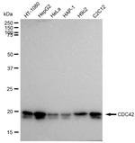 Cdc42 Antibody in Western Blot (WB)