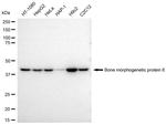 BMP-6 Antibody in Western Blot (WB)