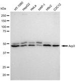 Arp3 Antibody in Western Blot (WB)