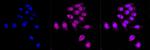 ABH1 Antibody in Immunocytochemistry (ICC/IF)