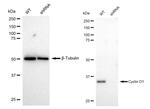 Cyclin D1 Antibody