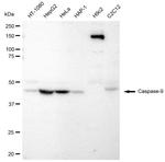 Caspase 9 Antibody in Western Blot (WB)