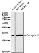 Cathepsin G Antibody in Western Blot (WB)