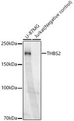 Thrombospondin 2 Antibody in Western Blot (WB)