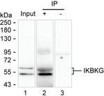 IKK gamma Antibody in Immunoprecipitation (IP)