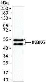 IKK gamma Antibody in Western Blot (WB)