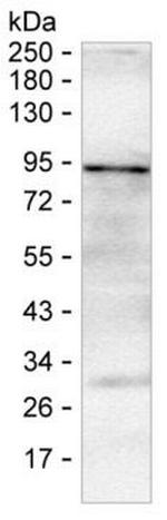 IL-16 Antibody in Western Blot (WB)