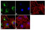 Caspase 6 Antibody in Immunocytochemistry (ICC/IF)