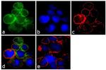 Filamin A Antibody in Immunocytochemistry (ICC/IF)