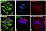 Filamin A Antibody in Immunocytochemistry (ICC/IF)