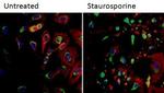 Cytochrome C Antibody in Immunocytochemistry (ICC/IF)