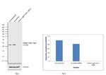 Clathrin Light Chain Antibody