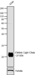 Clathrin Light Chain Antibody in Western Blot (WB)