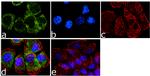 ErbB2 (HER-2) Antibody in Immunocytochemistry (ICC/IF)