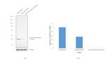 POLB Antibody in Western Blot (WB)