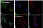 EpCAM Antibody