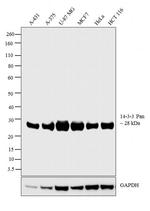 14-3-3 Pan Antibody in Western Blot (WB)