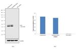 TID1 Antibody in Western Blot (WB)