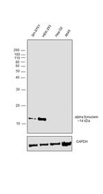 alpha Synuclein Antibody
