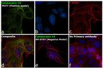 Cytokeratin 19 Antibody